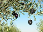 Olivenernte 150